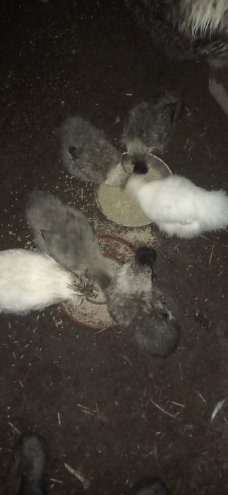 Sedosas muito bonitas