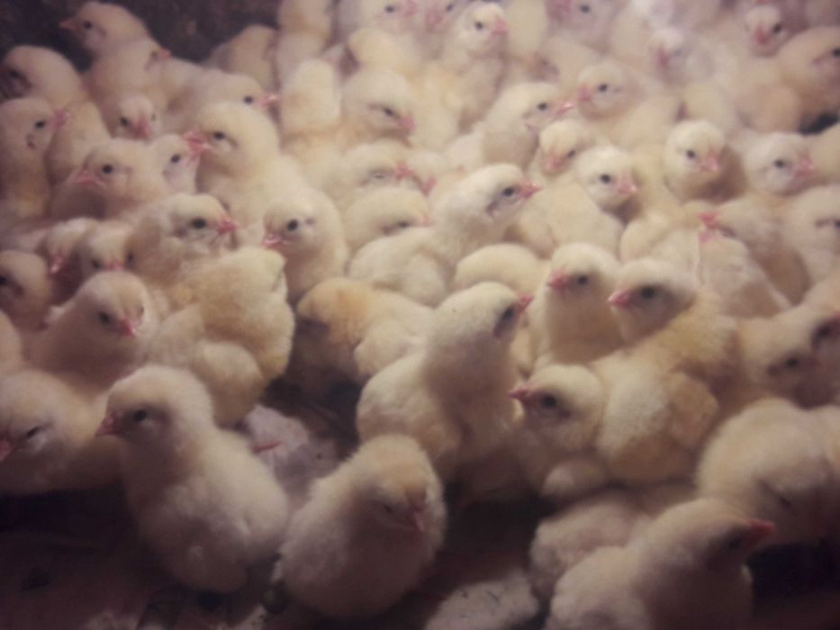 Добовий бройлер РОСС-708.