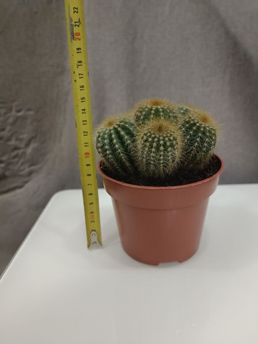 Кактус, кущові кактуси