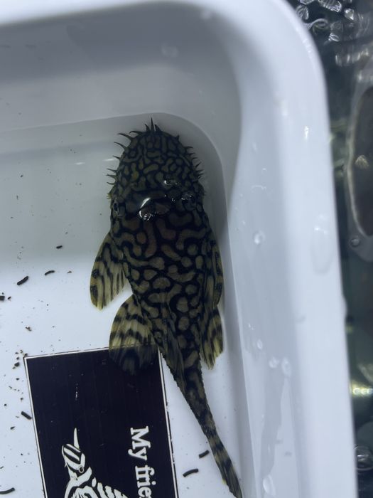 Varios Ancistrus long fin