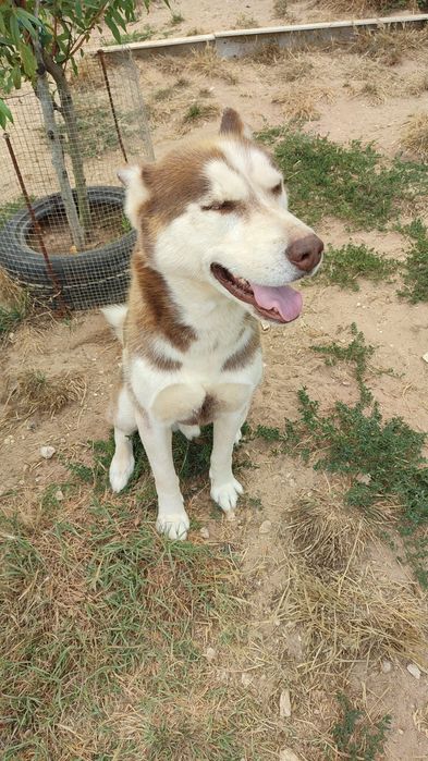 Husky Siberiano com 4 anos