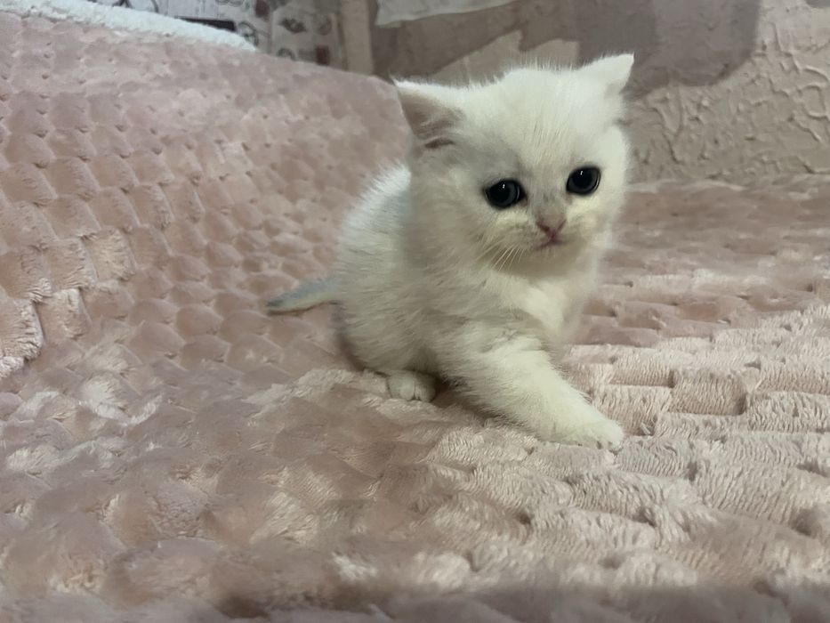 Шиншилкі, малюкі