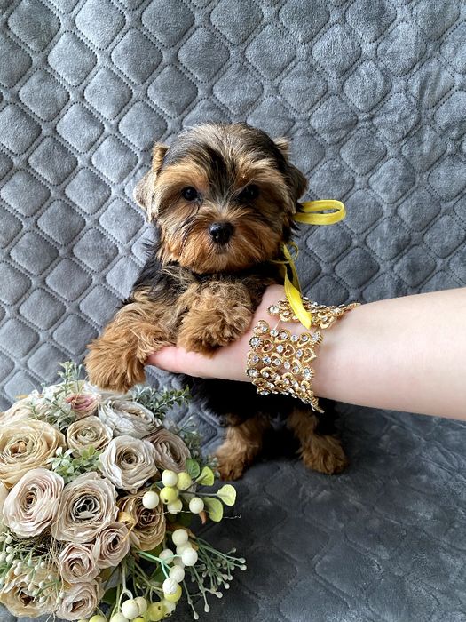 Йорки гарнесенькі