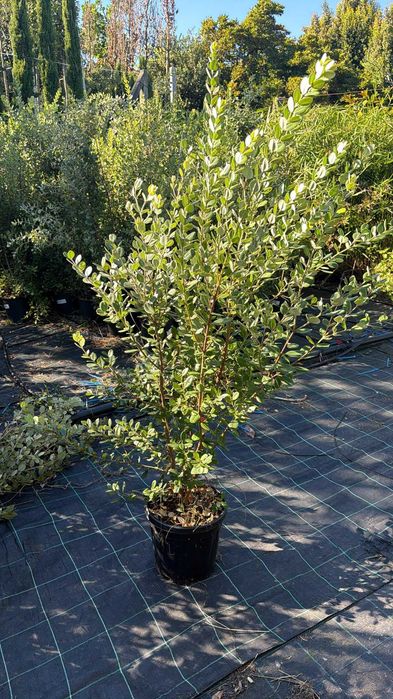 Metrosideros Excelsa - 100/120cm - 10Litros