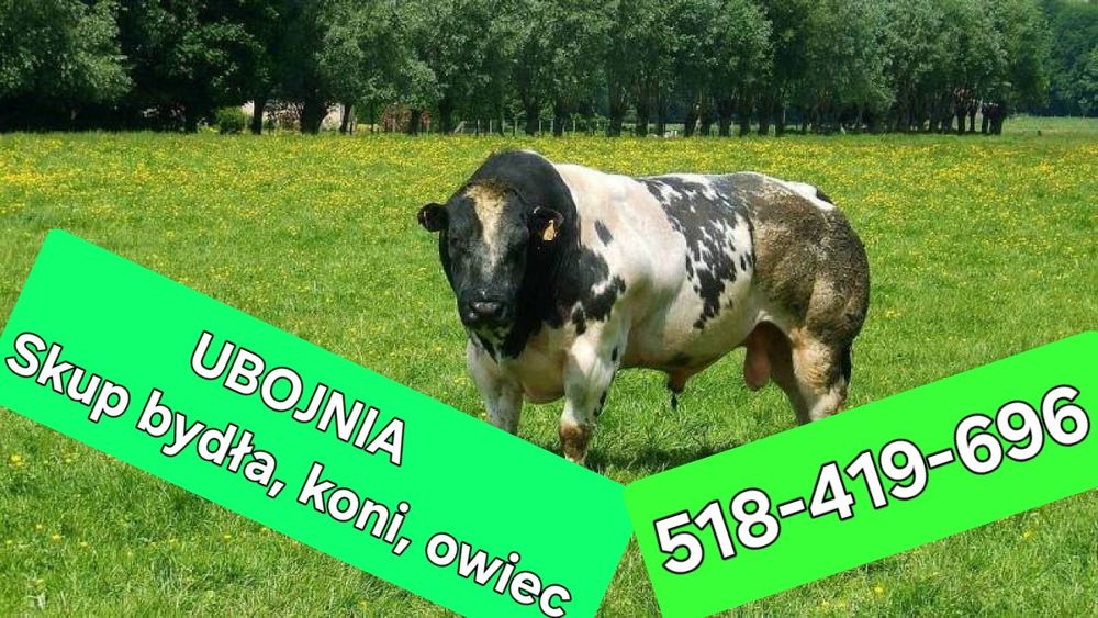 Skup bydla, koni,cieląt, owiec