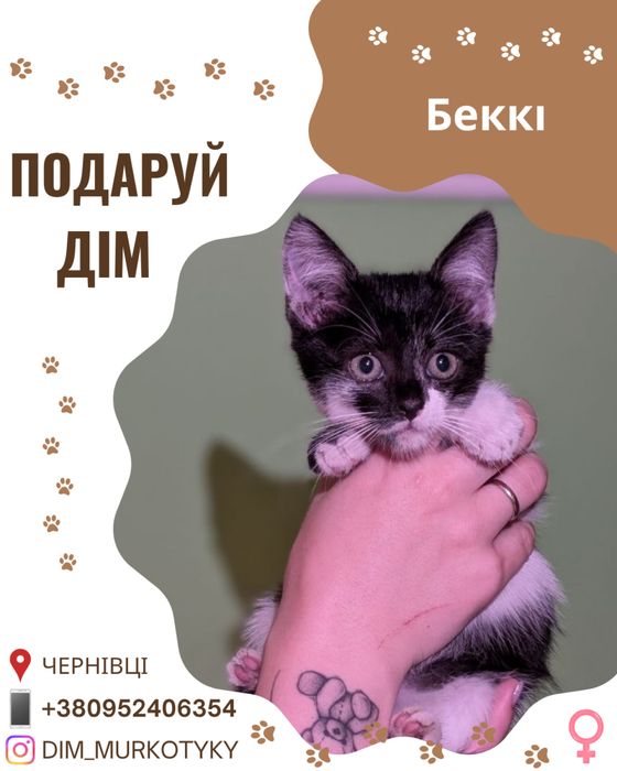 Кошеня Беккі шукає нову сімʼю