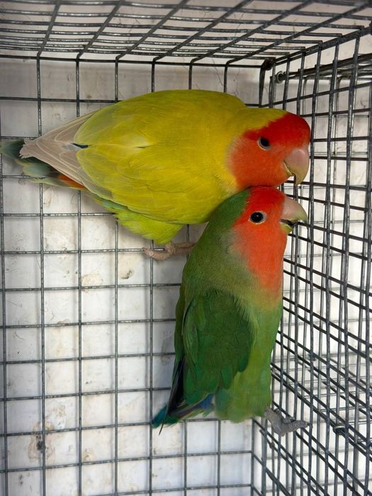 Roseicolis longfeathers