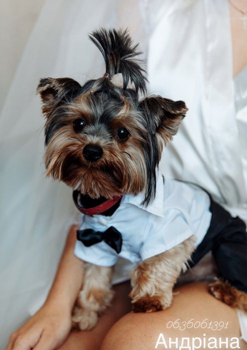 Шукаємо дівчинку для вязки