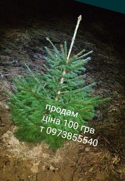 Саджанці  берези смереки різного розміру дешево можна доставити д