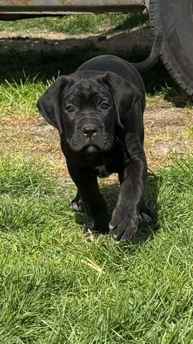Cane Corso Italiano ZKwP / FCI Sunia