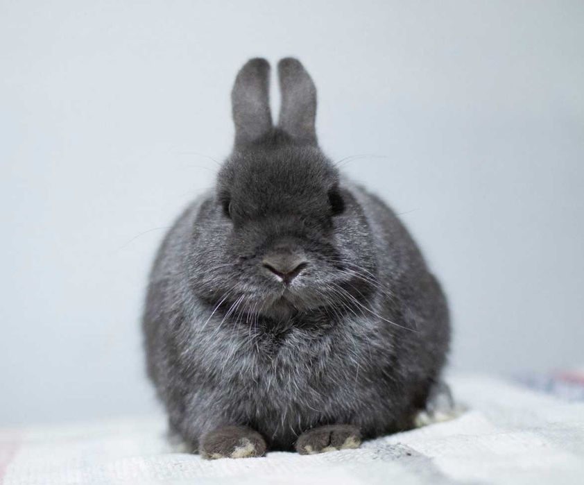 Розплідник!Нідерландський карлик, кролик Нидерландский карлик,цвітний