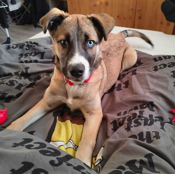 Poznaj wyjątkową suczkę szukającą domu