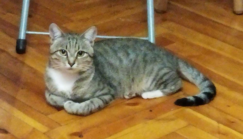 Пропал мой Друг, р-н Новые дома