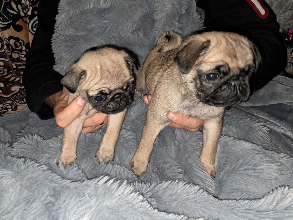 Цуценята породи мопс народжені 17.11.2025року. Хлопчик та дівчинка