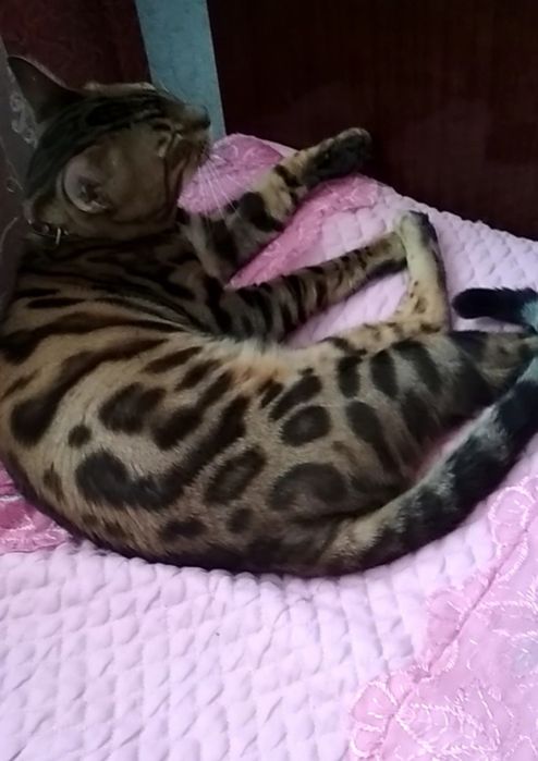 Бенгальські кошенята