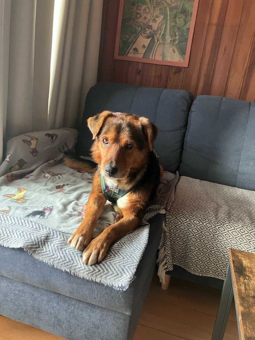 Miciu nie prosi o wiele… tylko o dom i miłość