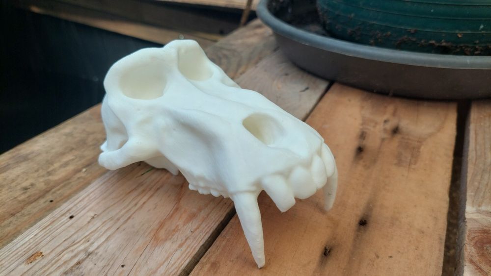 Caveiras decorativas