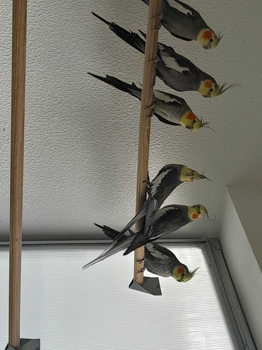 Caturras disponíveis