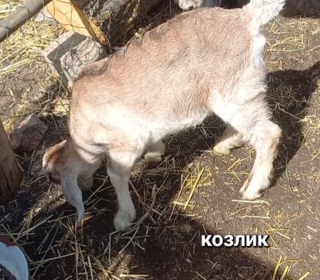 Козлик, козочка, козы