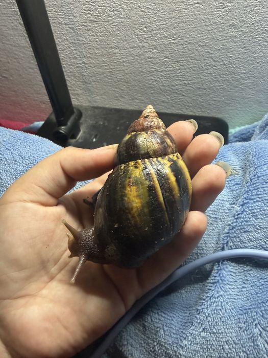 Achatina tincta tincta congo