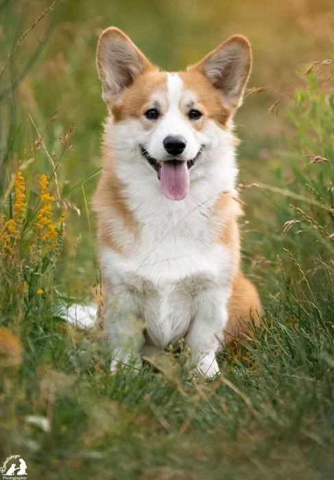 Перспективный кобель вельш корги пемброк.