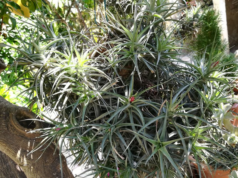 Plantas Aéreas da Madeira