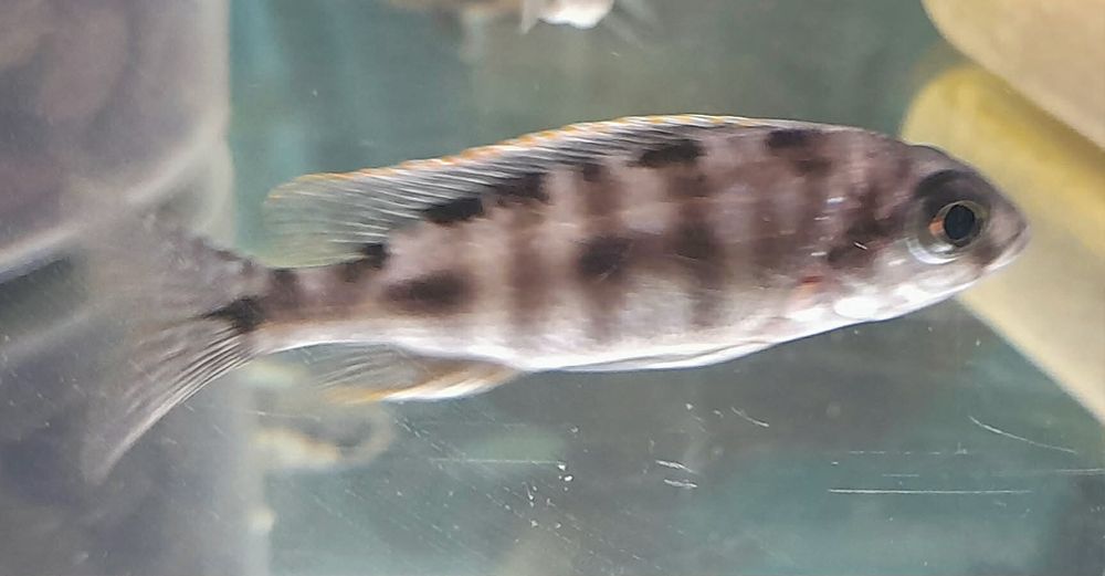 Pyszczaki malawi