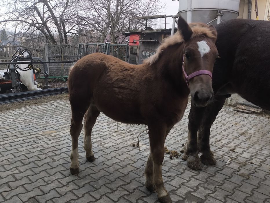 Sprzedam klacz z ogierkiem