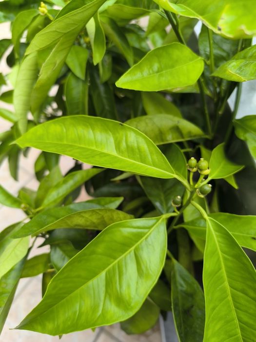 Laranjeira sanguínea de polpa doce, c/ flor e fruto