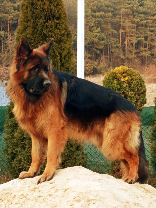 Цуценя німецької вівчарки