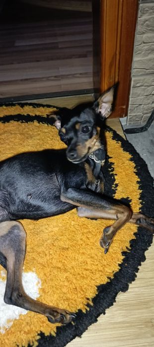 Русский той терьер