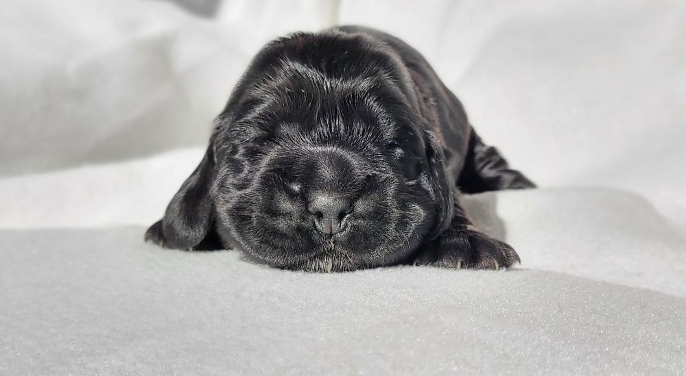 Cocker spaniel angielski cudne węgielki