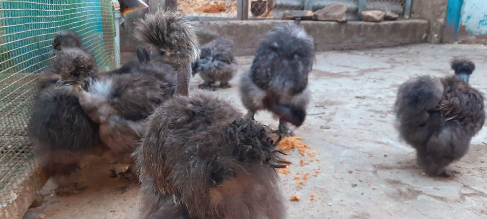 китайская шёлковая яйцо инкубационное Silkie ,куры ,петух