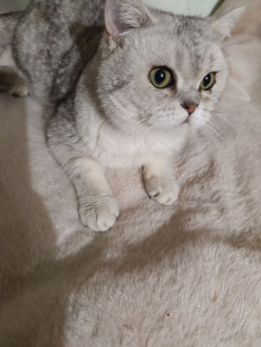 Хлопчики по новорічних цінах