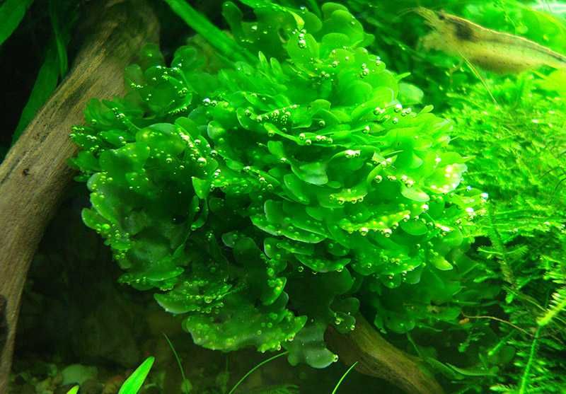 Ломариопсис линеата. Аквариумные растения