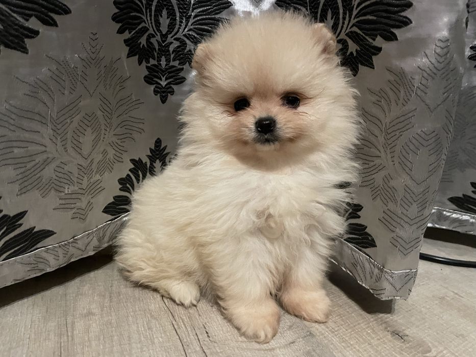 Pomeranian suczka mini