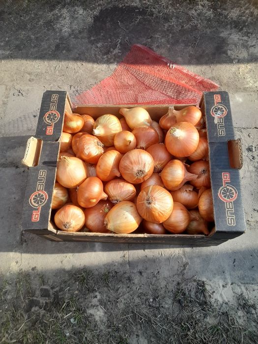 Цибуля домашня..