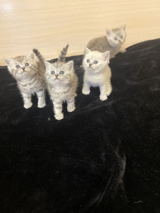 Шотландские котята