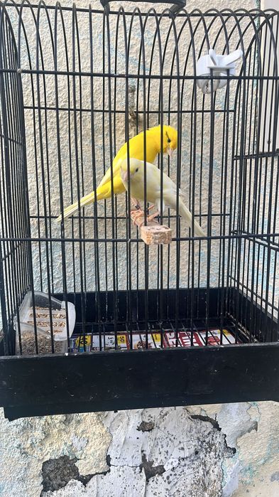 Llarguet 2025, aves premiadas