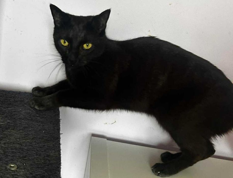 Wrażliwa Iskra szuka domu- kotka do adopcji
