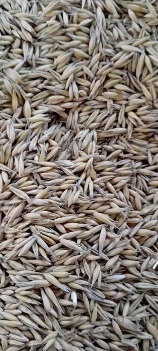 Sprzedam zboże pszenice i owies