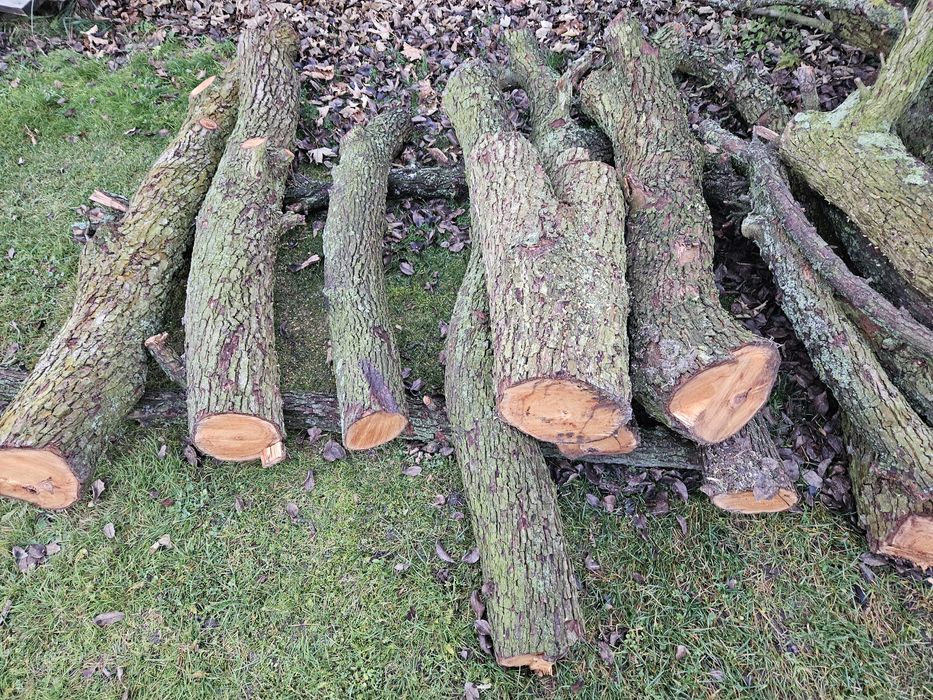 Drzewo na sprzedaż Gruszka