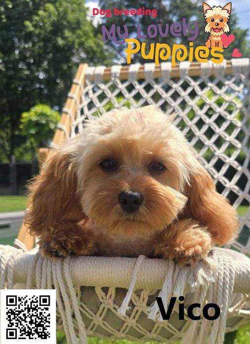 Maltipoo chłopiec Vico