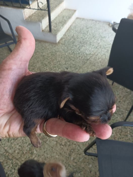 Mini Yorkshire Terrier. Toy