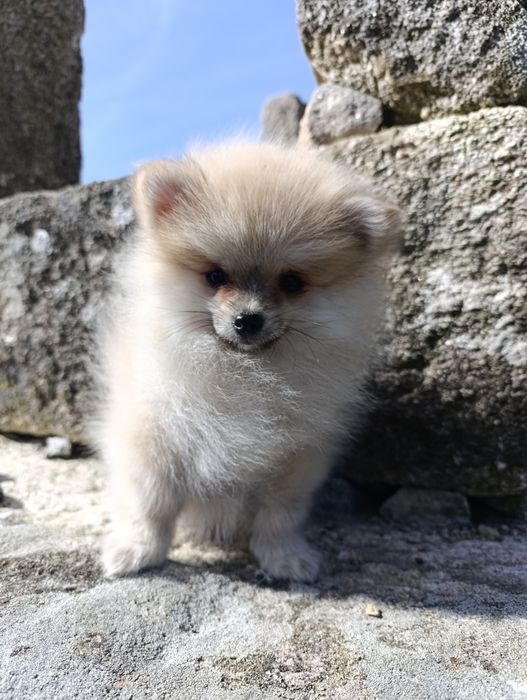 Lulu de Pomerânia (Spitz)