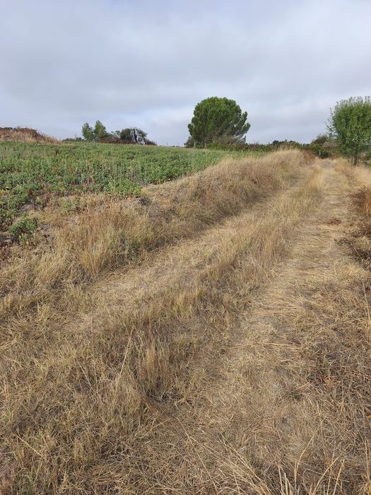 Vendo terreno de 2,5 hectares com regadio