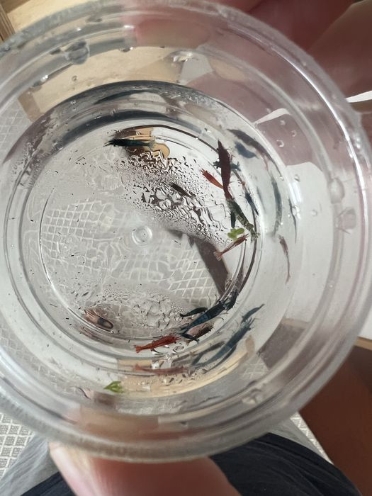 Vendo mix de neocaridina varias cores