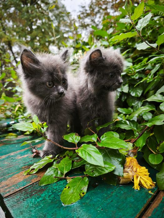 Кошенята у хороші руки