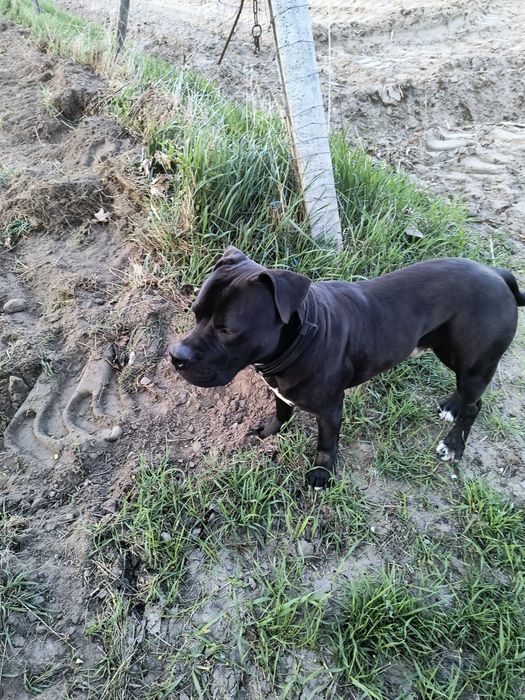 Pies z rodowodem Pitbull