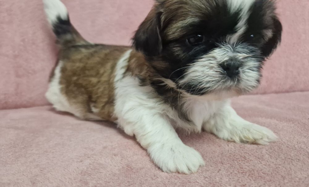 Rezerwacja sunia Shih-Tzu